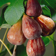 Brown Turkey Fig Seeds
