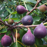 Burgundy Fig Seeds