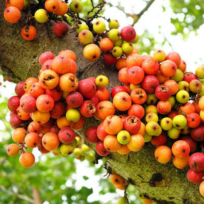 Cluster Fig Seeds
