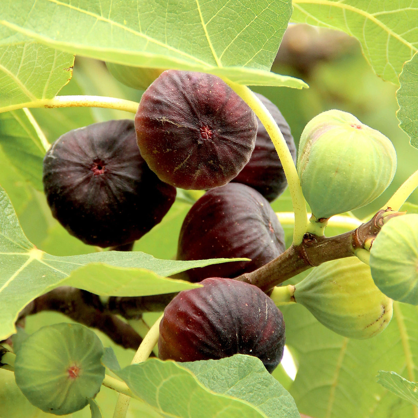 Common Fig Seeds