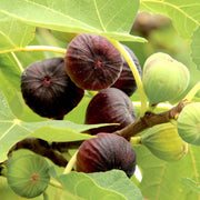 Common Fig Seeds