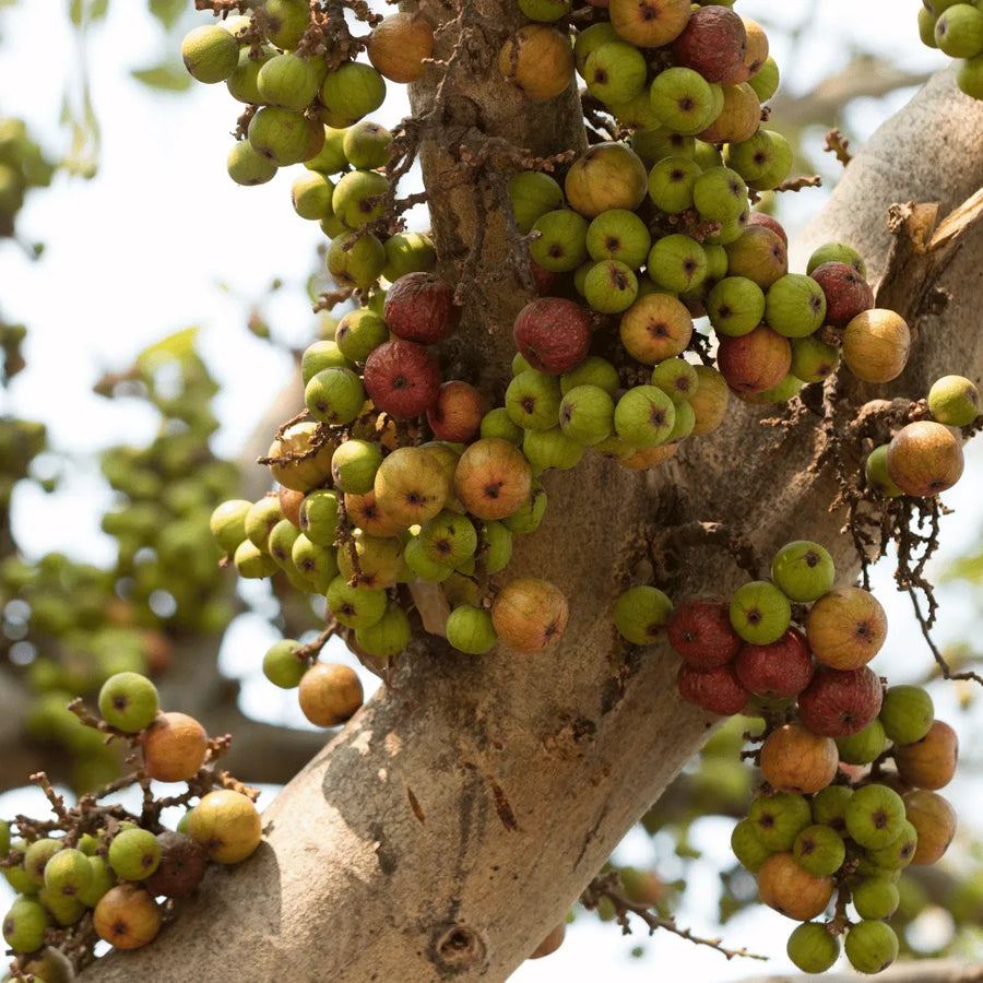 Fig Seeds – Ficus carica