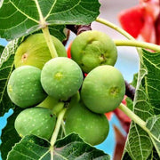 Kodota Fig Seeds