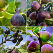 Mixed Fig Seeds