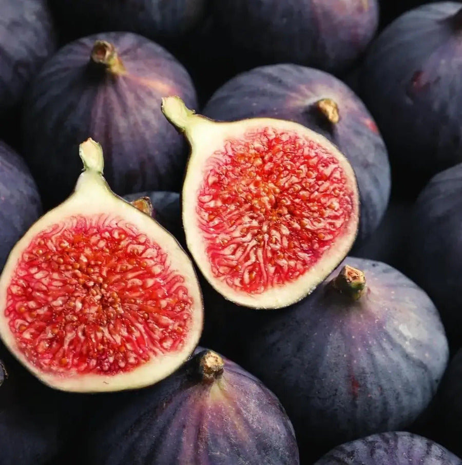 Fig Seeds - for Home Gardens Seeds