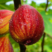 Red Fig Seeds