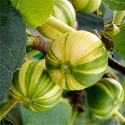 Sweet Honey Fig Seeds