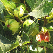 Sweet Honey Fig Seeds