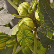 Sweet Honey Fig Seeds