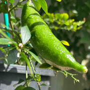 Finger Lime Seeds