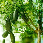 High Quality Finger Lime Seeds