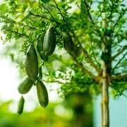High Quality Finger Lime Seeds