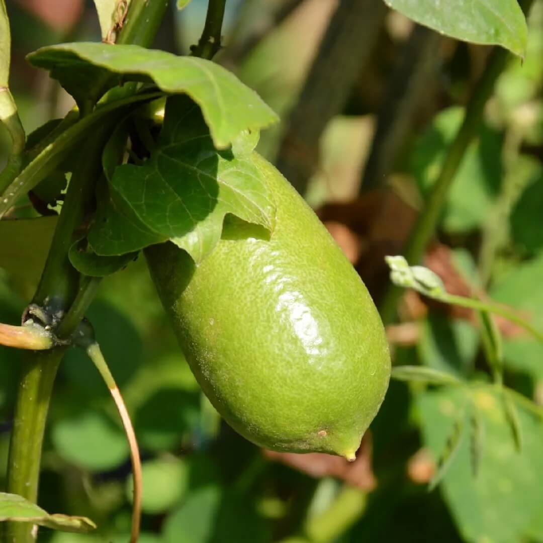 High Quality Finger Lime Seeds