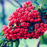 Firethorn Seeds, Pyracantha coccinea Fruit Seeds