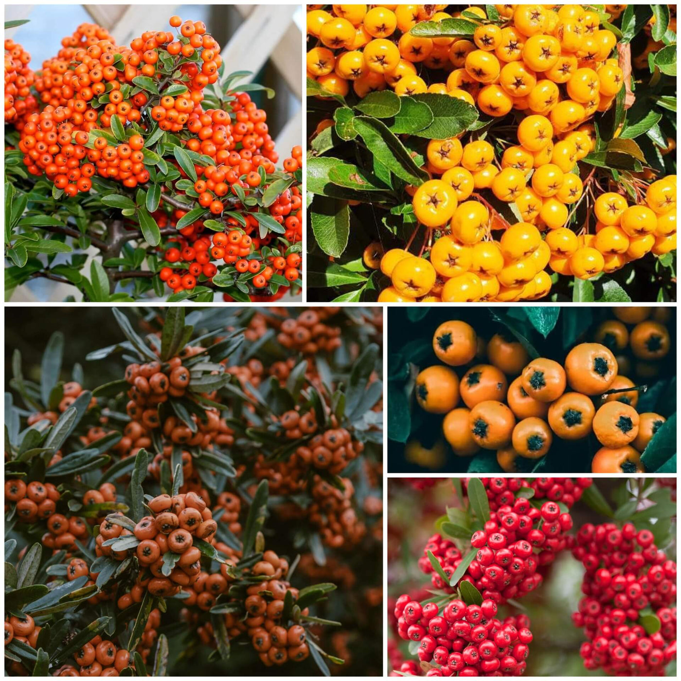 Firethorn Seeds, Pyracantha coccinea Fruit Seeds