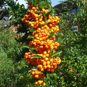 Firethorn Seeds, Pyracantha coccinea Fruit Seeds