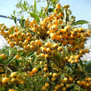 Firethorn Seeds, Pyracantha coccinea Fruit Seeds