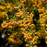 Firethorn Seeds, Pyracantha coccinea Fruit Seeds