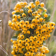 Firethorn Seeds, Pyracantha coccinea Fruit Seeds