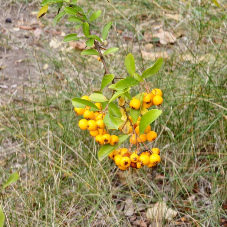 Firethorn Seeds, Pyracantha coccinea Fruit Seeds