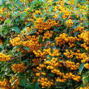 Firethorn Seeds, Pyracantha coccinea Fruit Seeds