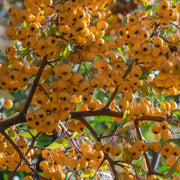 Firethorn Seeds, Pyracantha coccinea Fruit Seeds