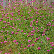 Gomphrena Seeds – Gomphrena globosa