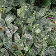 Albivenis Fittonia Seeds