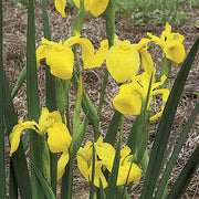Wildflower Flag Seeds