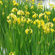 Wildflower Flag Seeds