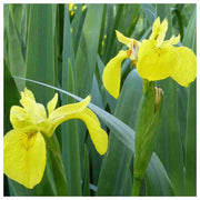 Wildflower Flag Seeds