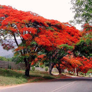 Delonix Regia Flamboyant Flame Seeds