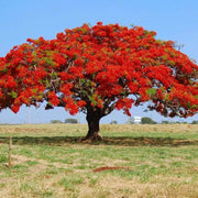 Delonix Regia Flamboyant Flame Seeds