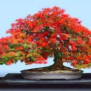 Delonix Regia Flamboyant Flame Seeds