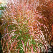 Flame Ornamental - Herbal Seeds