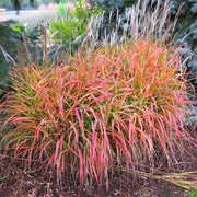 Flame Ornamental - Herbal Seeds