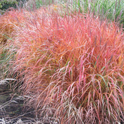 Flame Ornamental - Herbal Seeds
