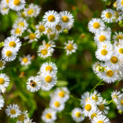 Erigeron Seeds – Erigeron karvinskianus