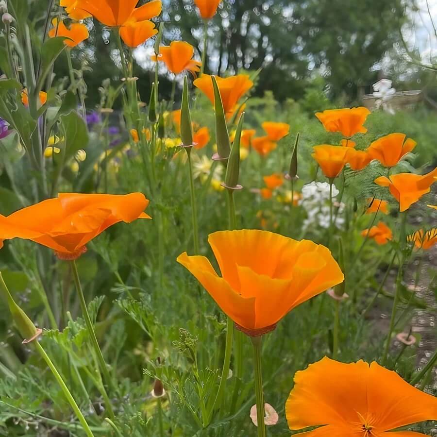 Floral Seeds, Papaver rhoeas