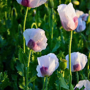 Floral Seeds, Papaver rhoeas