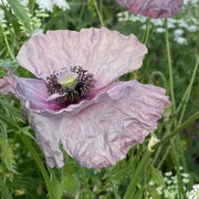 Floral Seeds, Papaver rhoeas