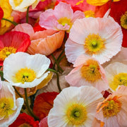 Floral Seeds, Papaver rhoeas