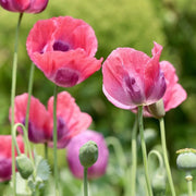 Floral Seeds, Papaver rhoeas