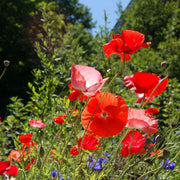 Floral Seeds, Papaver rhoeas
