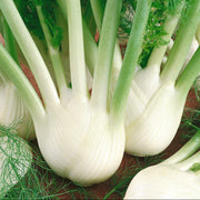 Florence Fennel Seeds
