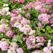 Pink Floss Seeds