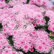 Pink Floss Seeds
