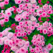 Pink Floss Seeds
