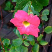 Brazilian Jasmine Mandevilla Seeds