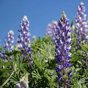 Wildflower Purple & White Lupine Seeds